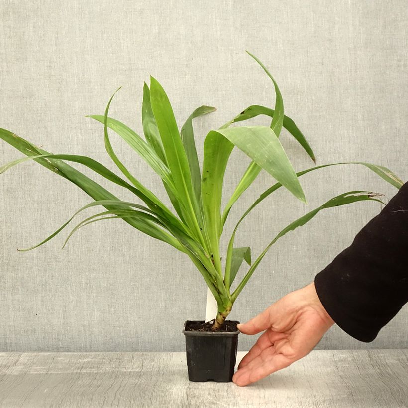 Example of Cordyline australis Emerald Star - Keulenlilie Kleine Töpfe von 8/9 cm as you get in automne