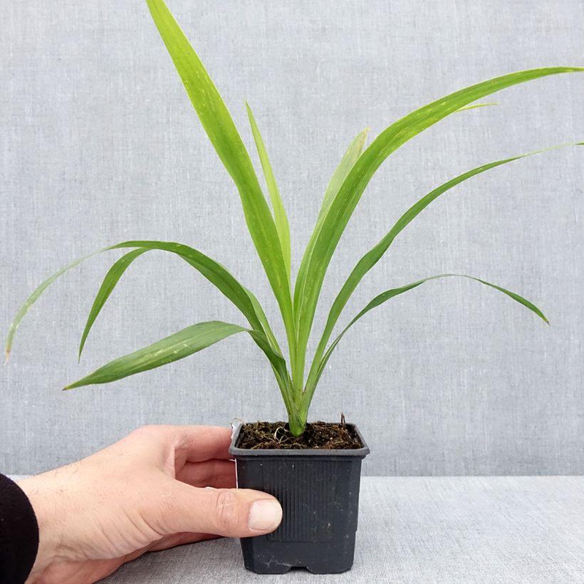 Exemplar von Cordyline australis Emerald Star - Keulenlilie Kleine Töpfe von 8/9 cm wie im Frühjahr geliefert