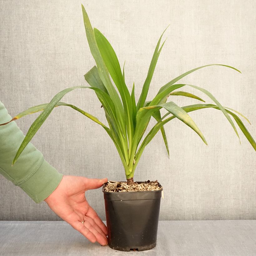 Exemplar von Cordyline australis Emerald Star - Keulenlilie Topf mit 2L/3L wie im Winter geliefert