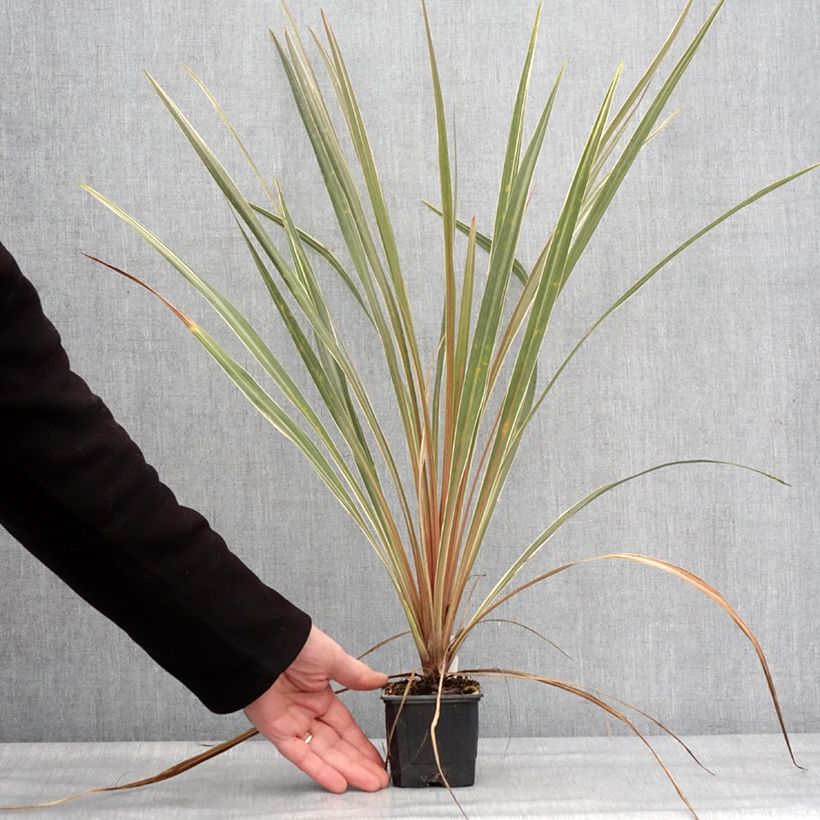 Exemplar von Cordyline australis Fantasy - Keulenlilie Kleine Töpfe von 8/9 cm wie im Winter geliefert