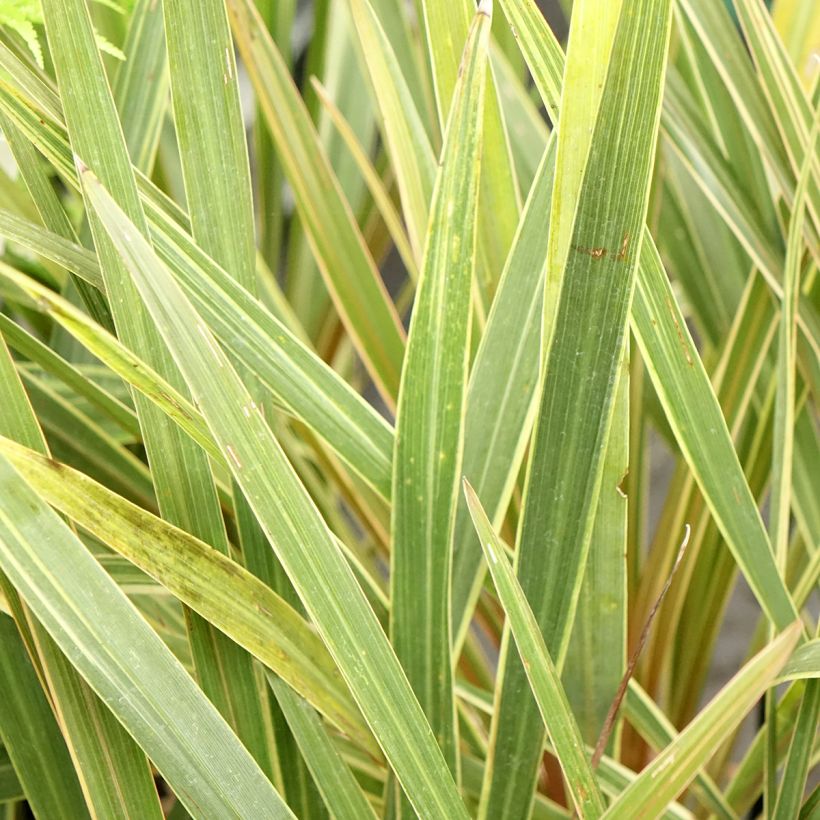 Cordyline australis Fantasy - Keulenlilie (Laub)