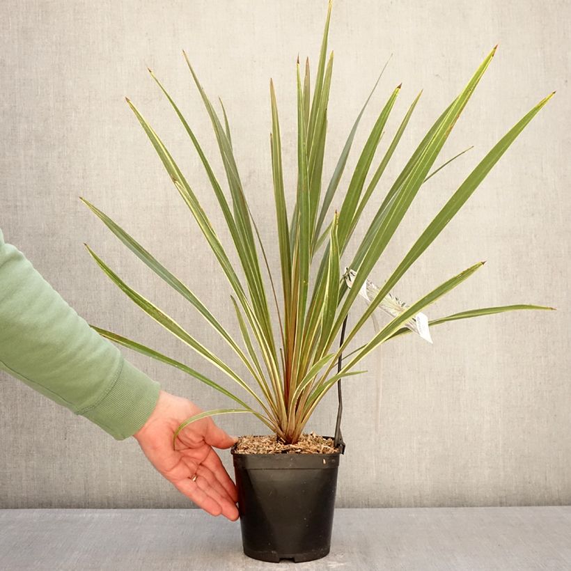 Exemplar von Cordyline australis Fantasy - Keulenlilie Topf mit 2L/3L wie im Winter geliefert