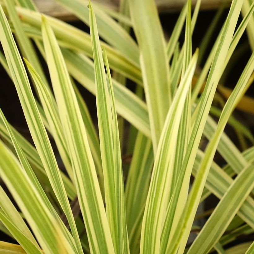 Cordyline australis Lime Passion - Keulenlilie (Foliage)