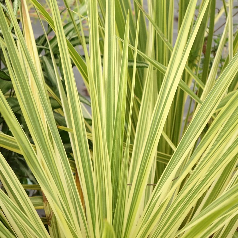 Cordyline australis Lime Passion - Keulenlilie (Laub)