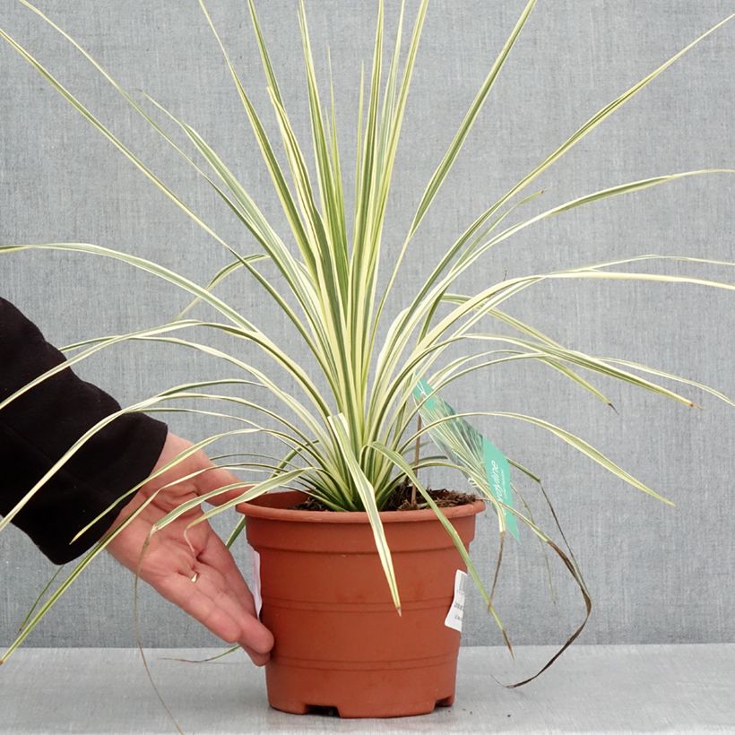 Exemplar von Cordyline australis Lime Passion - Keulenlilie Topf mit 2L/3L wie im Frühjahr geliefert