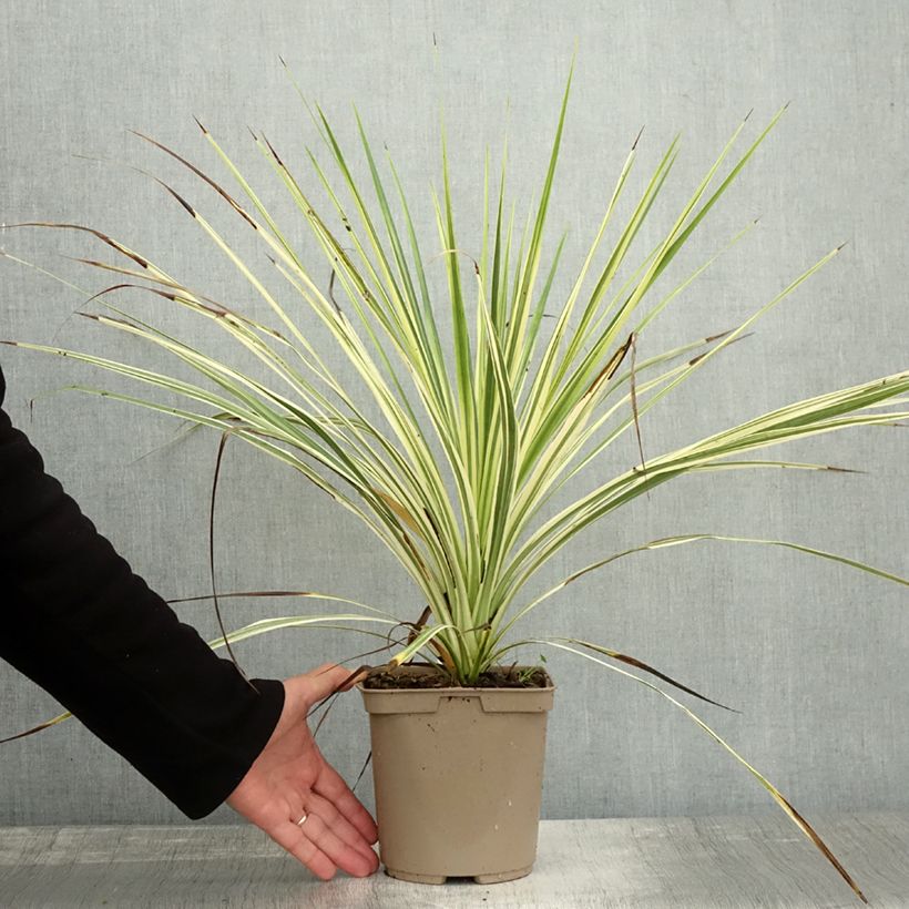 Example of Cordyline australis Lime Passion - Keulenlilie Topf mit 2L/3L as you get in automne