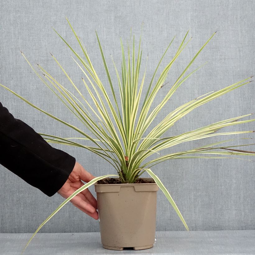 Exemplar von Cordyline australis Lime Passion - Keulenlilie Topf mit 2L/3L wie im Winter geliefert