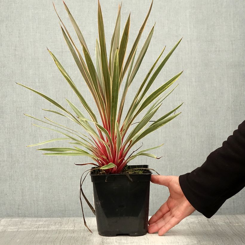 Example of Cordyline australis Magic Star - Keulenlilie Topf mit 3L/4L as you get in automne