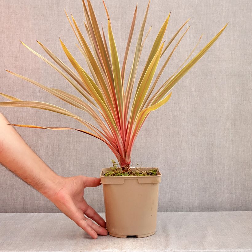 Exemplar von Cordyline australis Magic Star - Keulenlilie Topf mit 3L/4L wie im Sommer geliefert