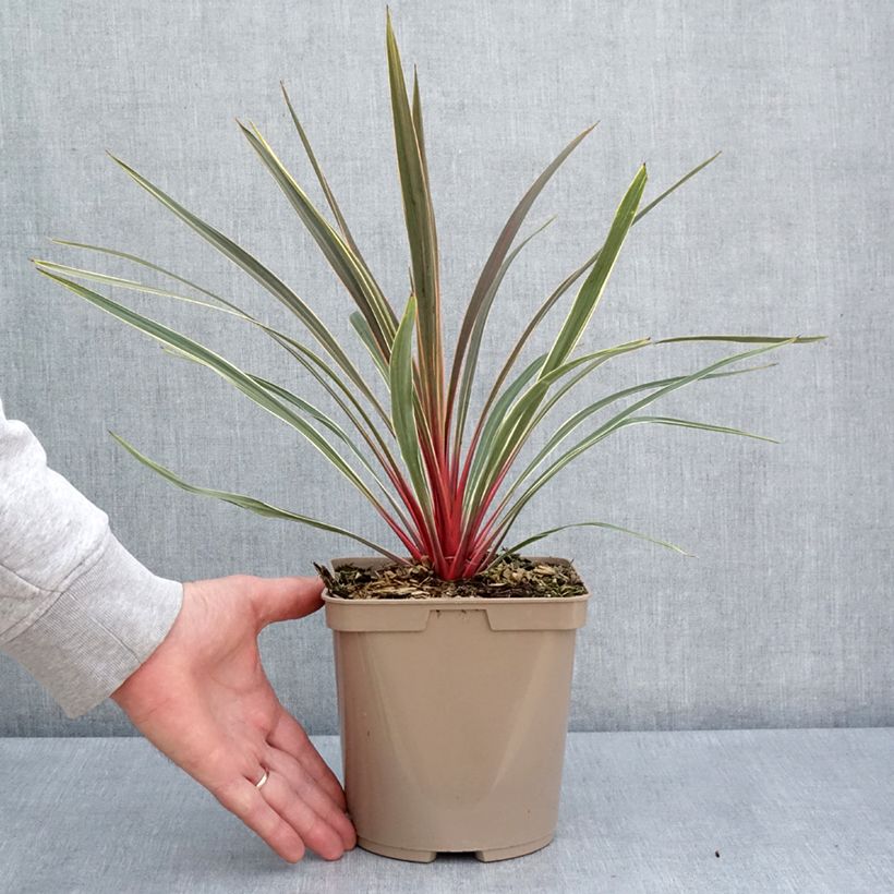Exemplar von Cordyline australis Magic Star - Keulenlilie Topf mit 3L/4L wie im Frühjahr geliefert
