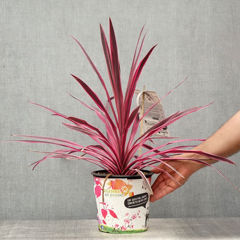 Exemplar von Cordyline australis Pink passion - Keulenlilie Topf mit 4L/5L wie im Frühjahr geliefert