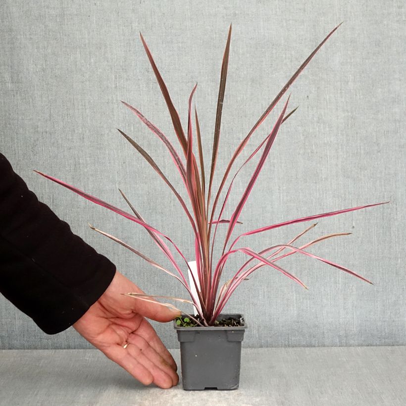 Exemplar von Cordyline australis Southern Splendour - Keulenlilie Kleine Töpfe von 8/9 cm wie im Frühjahr geliefert