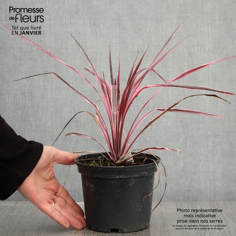 Exemplar von Cordyline australis Southern Splendour - Keulenlilie Topf mit 2L/3L wie im Winter geliefert