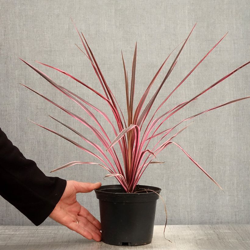 Exemplar von Cordyline australis Southern Splendour - Keulenlilie Topf mit 2L/3L wie im Frühjahr geliefert