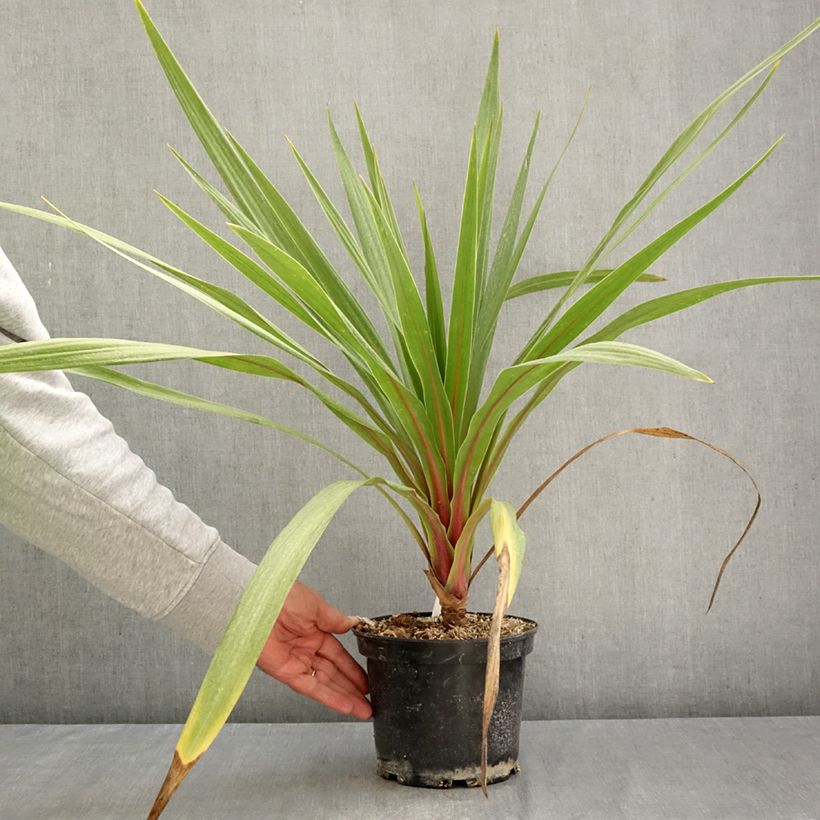 Exemplar von Cordyline australis Sundance - Keulenlilie Topf mit 2L/3L wie im Herbst geliefert