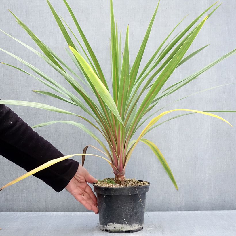 Exemplar von Cordyline australis Sundance - Keulenlilie Topf mit 2L/3L wie im Winter geliefert