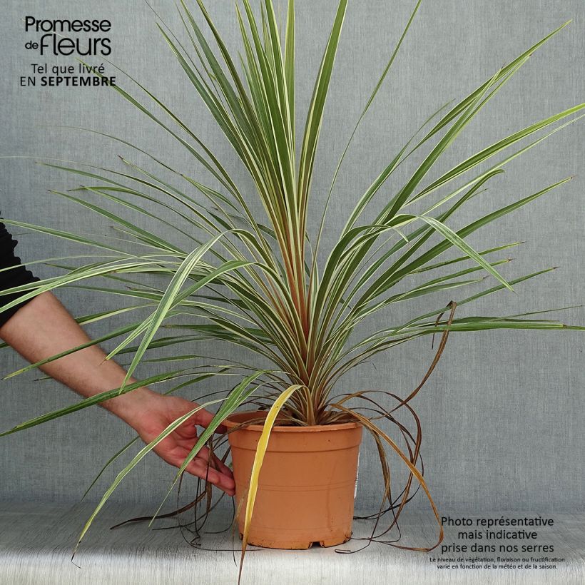 Example of Cordyline australis Torbay Dazzler - Keulenlilie Topf mit 4L/5L as you get in automne