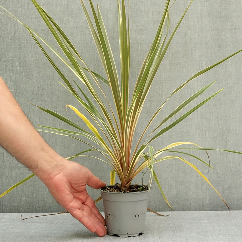 Exemplar von Cordyline australis Torbay Dazzler - Keulenlilie Topf 12 cm / 13 cm wie im Frühjahr geliefert