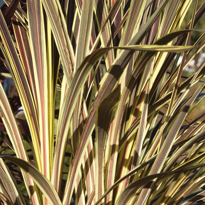 Cordyline banksii Electric Flash - Keulenlilie (Foliage)