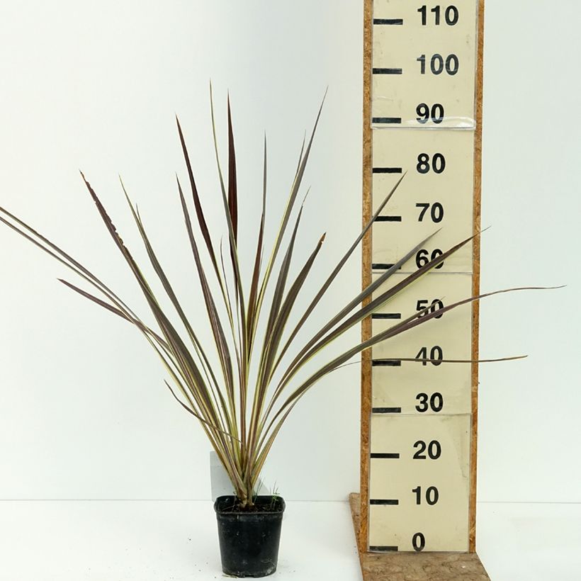 Exemplar von Cordyline banksii Electric Flash - Keulenlilie Topf mit 1,5L/2L wie im Sommer geliefert