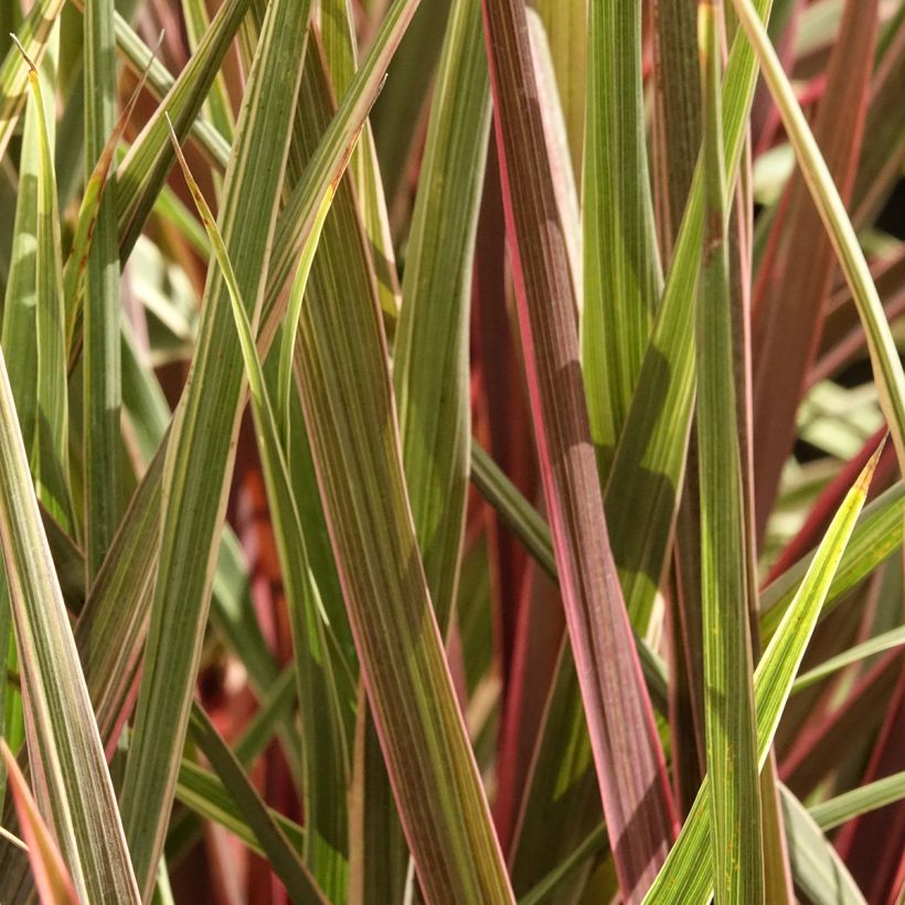 Cordyline banksii Can Can - Keulenlilie (Laub)