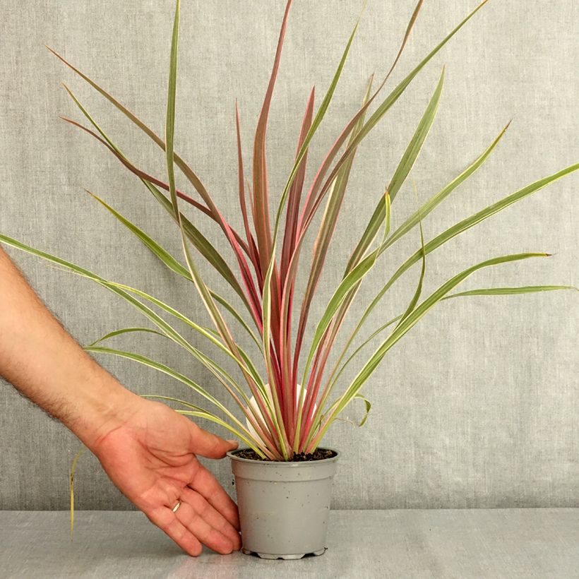 Exemplar von Cordyline banksii Can Can - Keulenlilie Topf 12 cm / 13 cm wie im Sommer geliefert