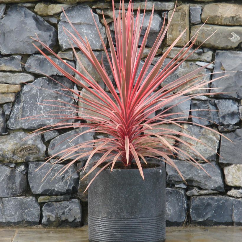 Cordyline australis Charlie boy - Keulenlilie (Hafen)
