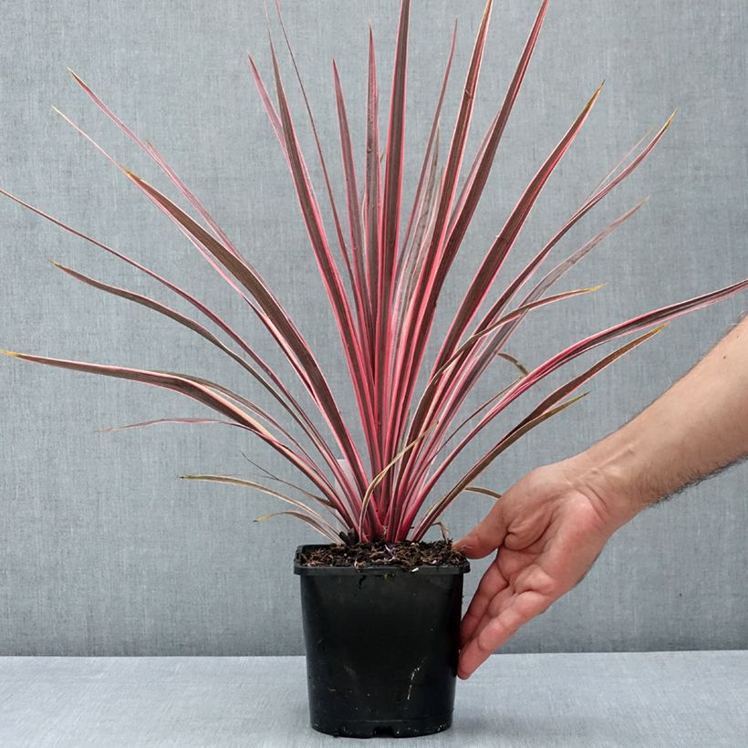 Exemplar von Cordyline australis Charlie boy - Keulenlilie Topf mit 2L/3L wie im Sommer geliefert