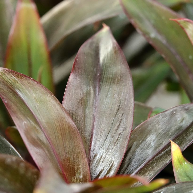 Cordyline fructicosa Purple Compacta - Keulenlilie (Laub)