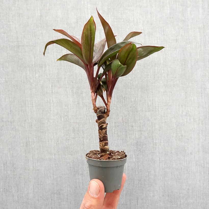 Example of Cordyline fructicosa Purple Compacta - Keulenlilie Mini-plante as you get in printemps