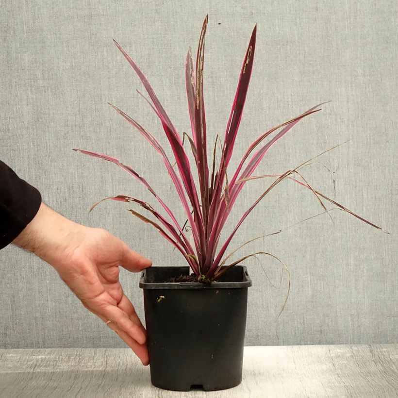 Example of Cordyline Paso Doble - Keulenlilie Topf mit 1,5L/2L as you get in automne