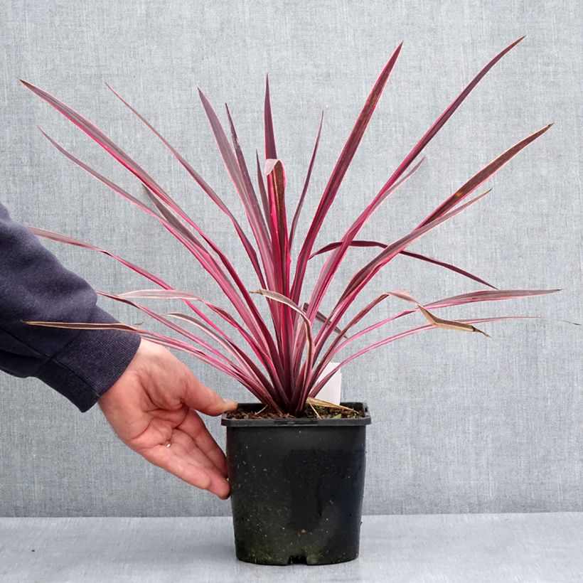 Exemplar von Cordyline Paso Doble - Keulenlilie Topf mit 1,5L/2L wie im Frühjahr geliefert