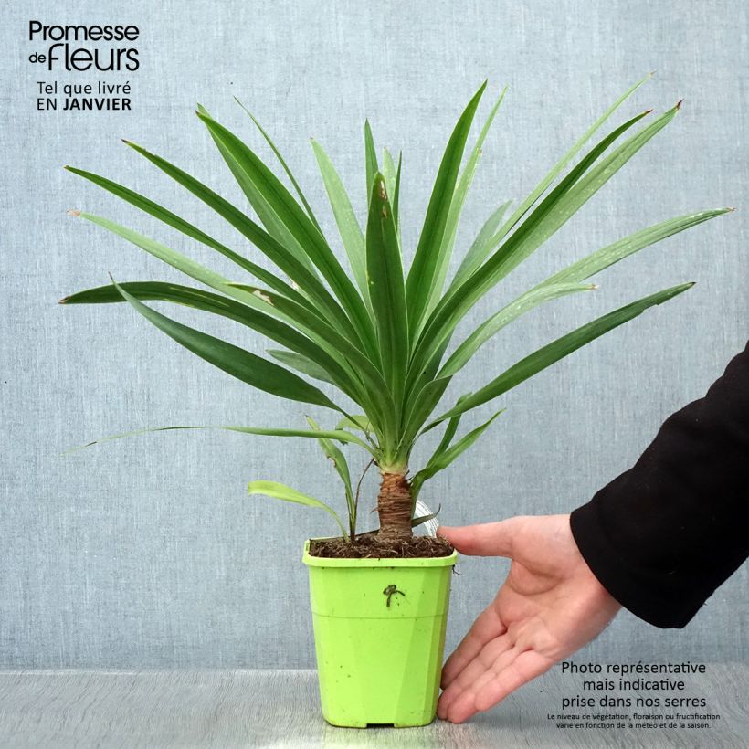 Exemplar von Cordyline australis Ti Tawhiti - Keulenlilie Topf mit 1L/1,5L wie im Winter geliefert