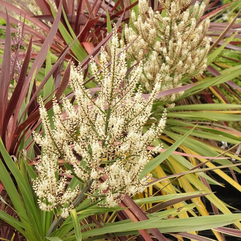 Cordyline Black Knight/Electric Flash/Peko Pack - Keulenlilie (Blüte)