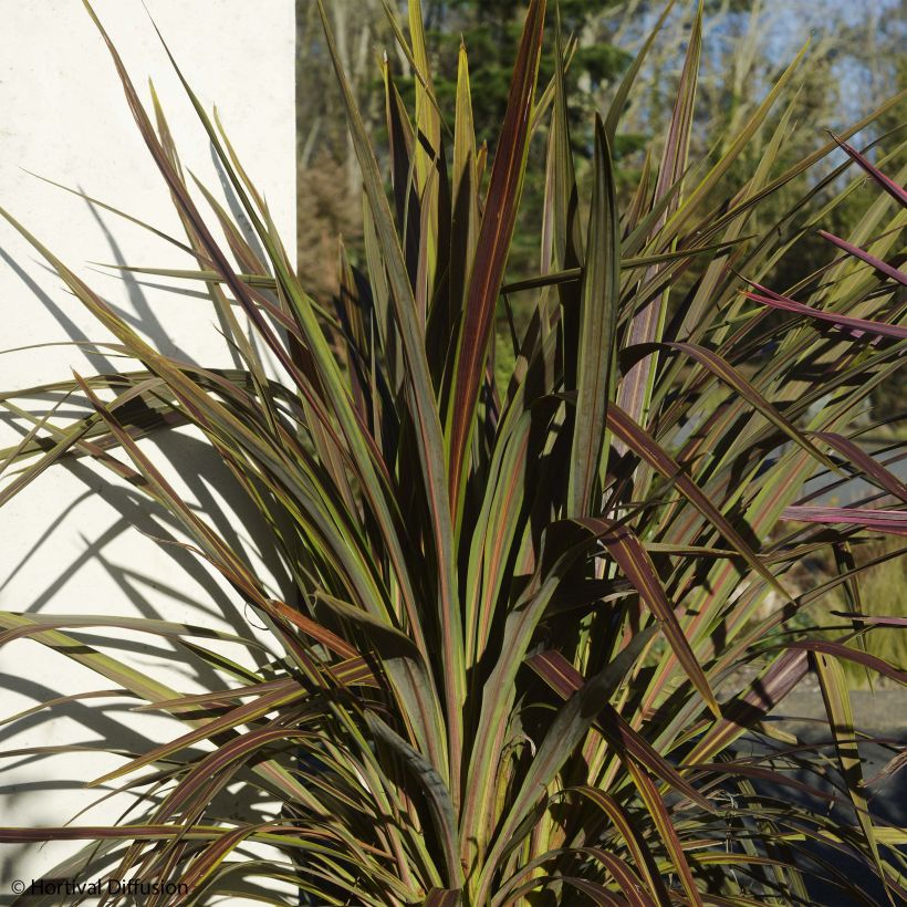 Cordyline banksii Electric Star - Keulenlilie (Plant habit)