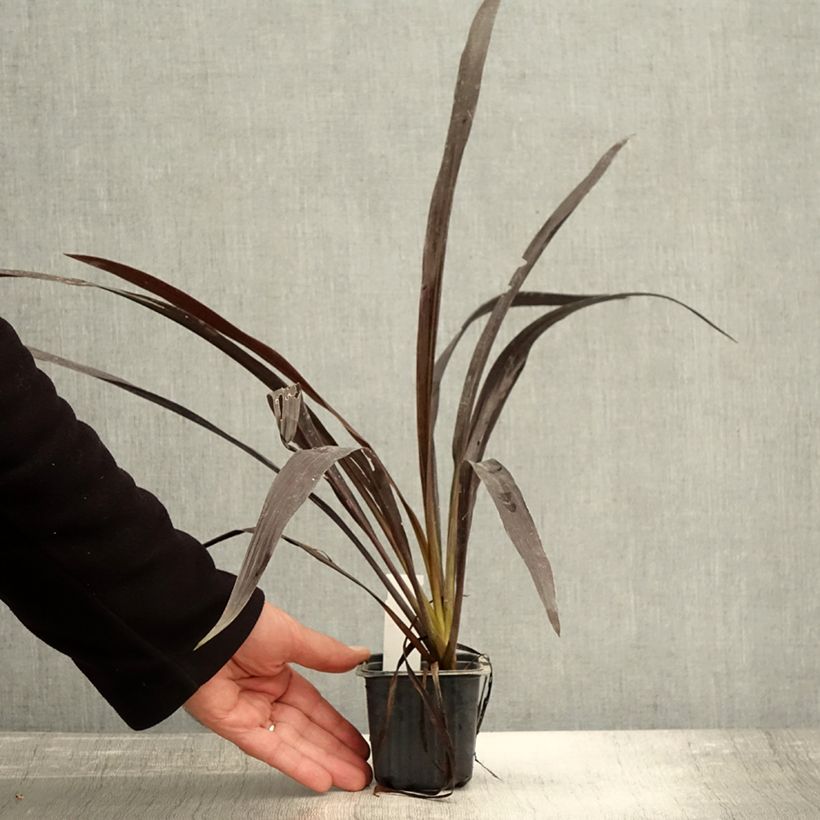 Example of Cordyline banksii Renegade - Keulenlilie Kleine Töpfe von 8/9 cm as you get in automne