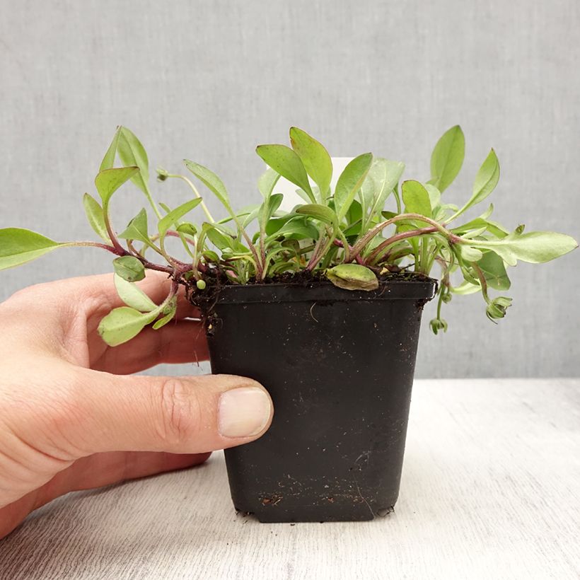 Exemplar von Mädchenauge Elfin Gold - Coreopsis auriculata nana Kleine Töpfe von 8/9 cm wie im Frühjahr geliefert