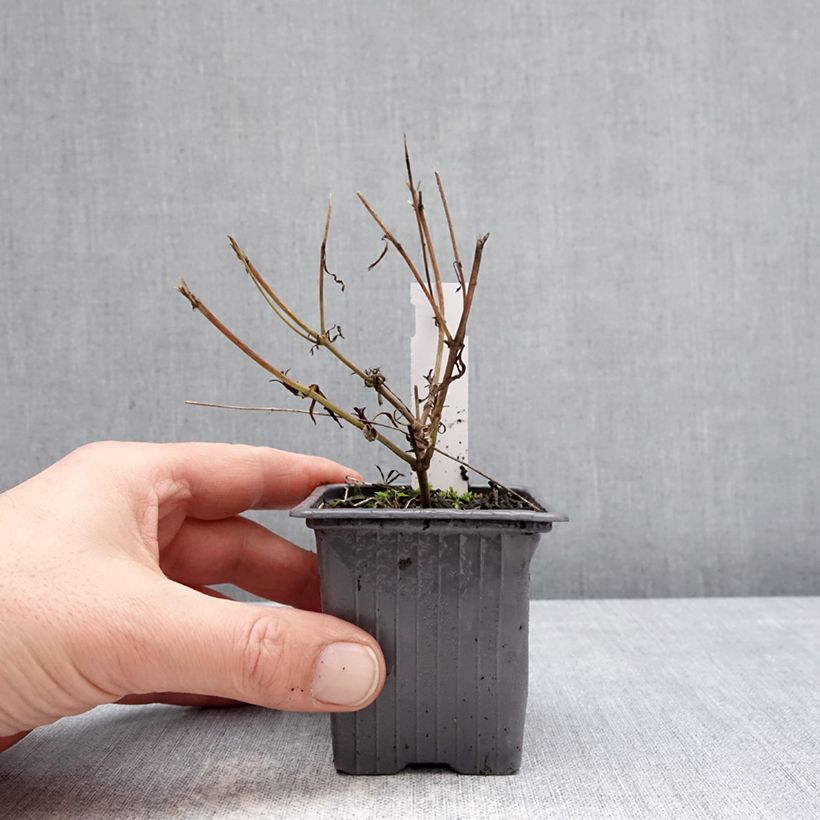 Exemplar von Mädchenauge Fool's Gold (Samen) - Coreopsis Kleine Töpfe von 8/9 cm wie im Winter geliefert