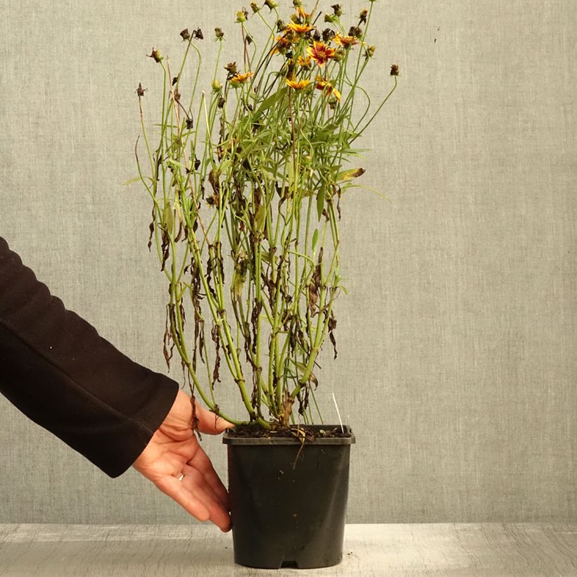 Example of Großblumige Mädchenauge Golden Stardust - Coreopsis grandiflora Topf mit 1,5L/2L as you get in automne