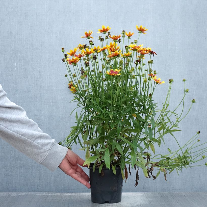 Exemplar von Großblumige Mädchenauge Golden Stardust - Coreopsis grandiflora Topf mit 1,5L/2L wie im Sommer geliefert