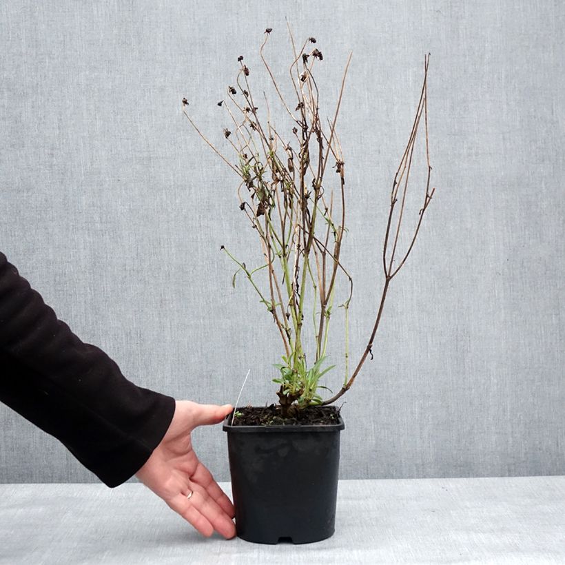 Exemplar von Großblumige Mädchenauge Golden Stardust - Coreopsis grandiflora Topf mit 1,5L/2L wie im Winter geliefert