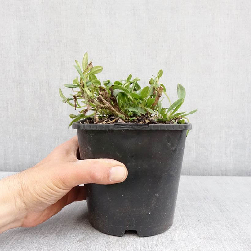 Exemplar von Großblumige Mädchenauge Golden Stardust - Coreopsis grandiflora Topf mit 1,5L/2L wie im Frühjahr geliefert