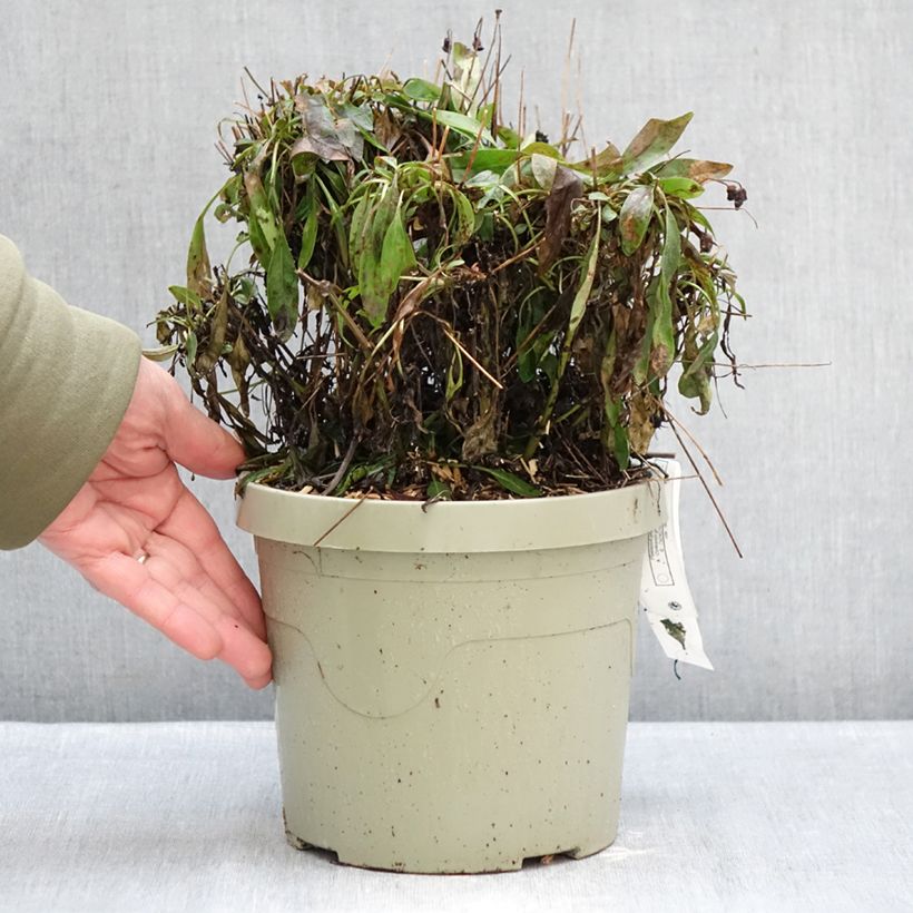 Exemplar von Großblumige Mädchenauge Solar Fancy - Coreopsis grandiflora Topf mit 3L/4L wie im Winter geliefert