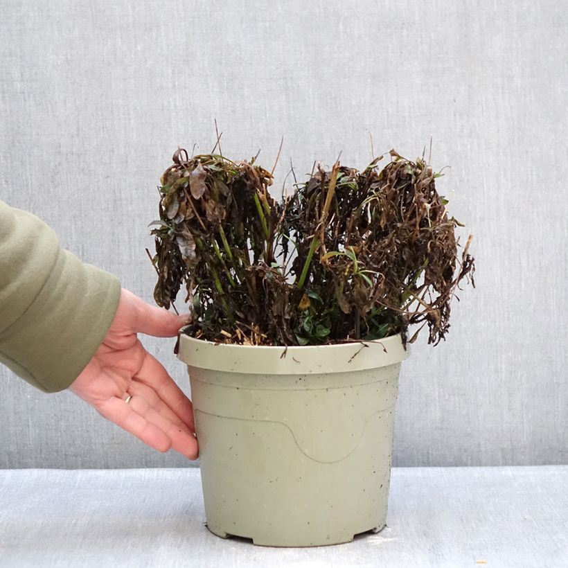 Exemplar von Großblumige Mädchenauge Solar Jewel - Coreopsis grandiflora Topf mit 3L/4L wie im Winter geliefert