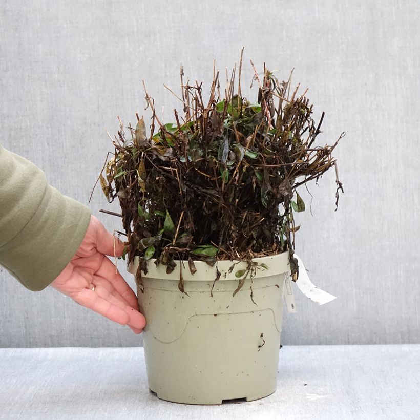 Exemplar von Großblumige Mädchenauge Solar Moon - Coreopsis grandiflora Topf mit 3L/4L wie im Winter geliefert