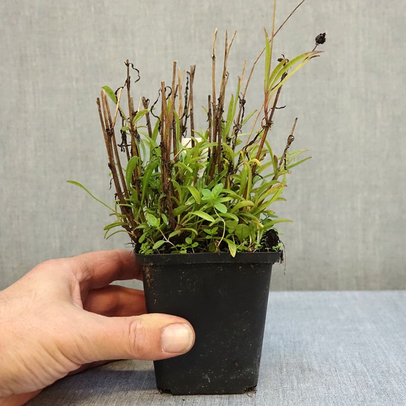 Exemplar von Großblumige Mädchenauge Sunkiss - Coreopsis grandiflora Kleine Töpfe von 8/9 cm wie im Herbst geliefert