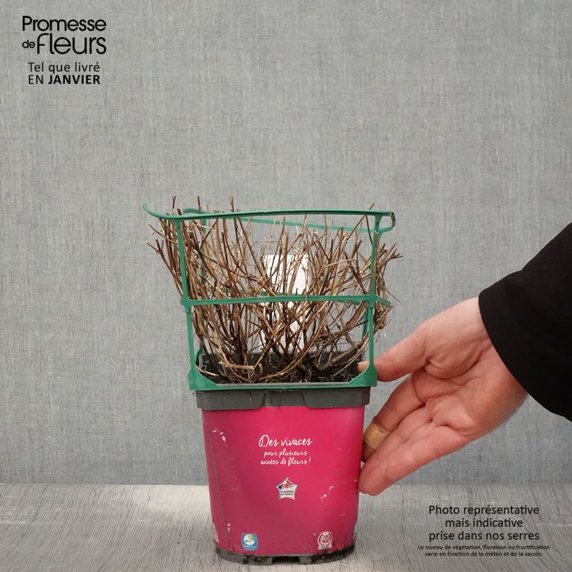 Exemplar von Mädchenauge Limerock Passion - Coreopsis Topf mit 2L/3L wie im Winter geliefert