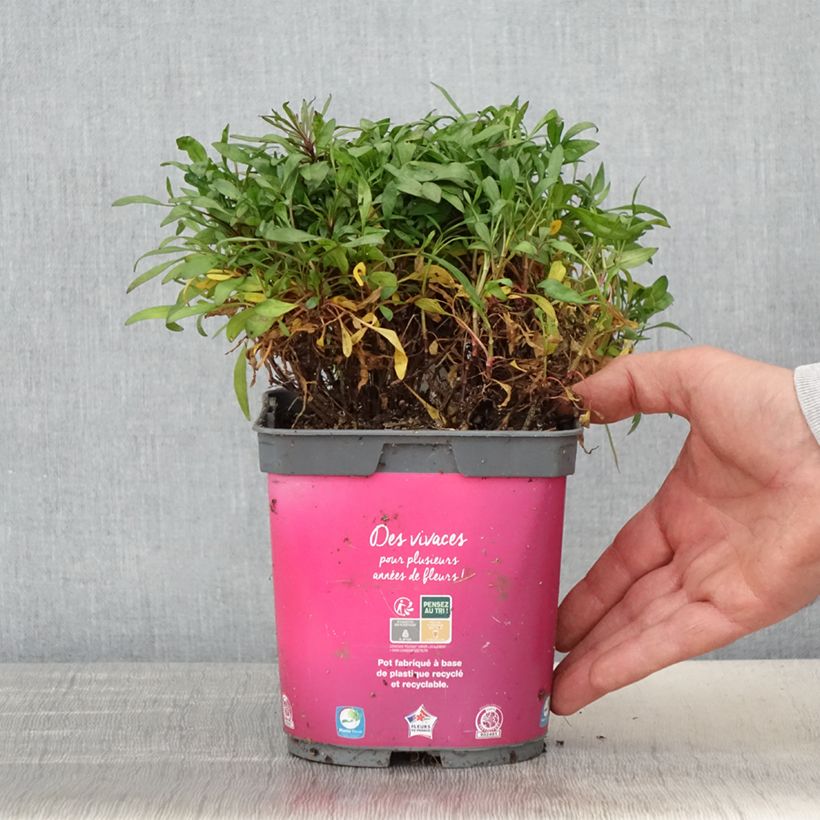Exemplar von Mädchenauge Limerock Passion - Coreopsis Topf mit 2L/3L wie im Frühjahr geliefert