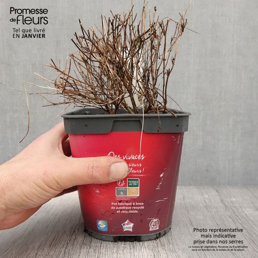 Exemplar von Mädchenauge Limerock ruby - Coreopsis rosea Topf mit 2L/3L wie im Winter geliefert