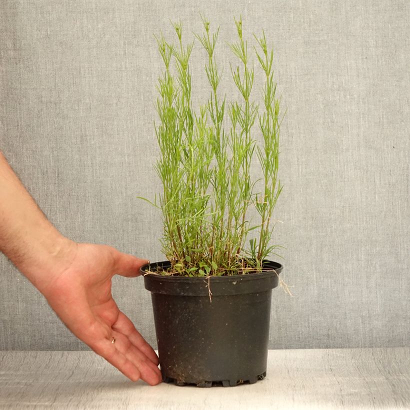 Exemplar von Mädchenauge Red Satin - Coreopsis verticilliata Topf mit 2L/3L wie im Sommer geliefert